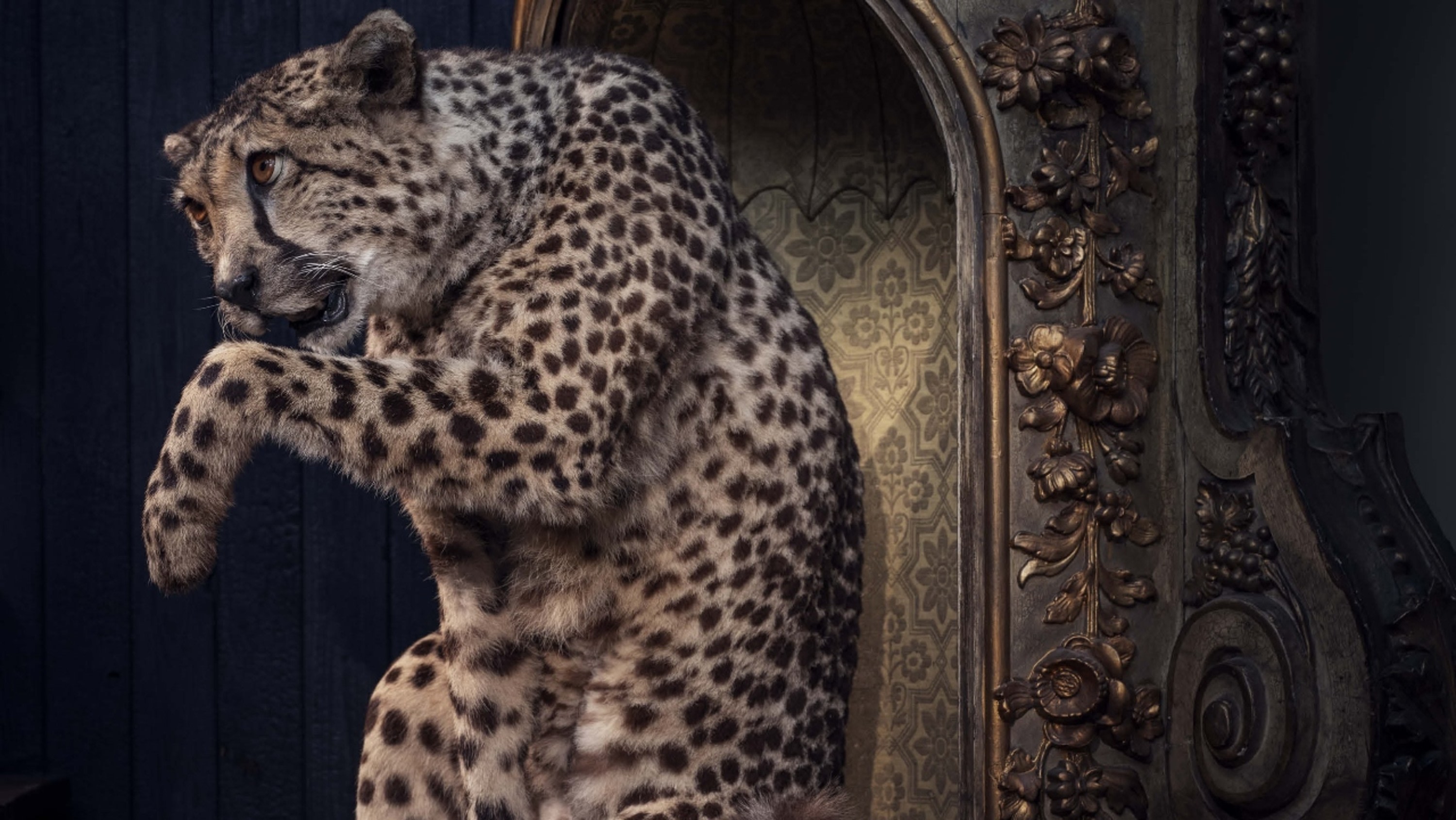 Art Zoo Museum ticket in Amsterdam