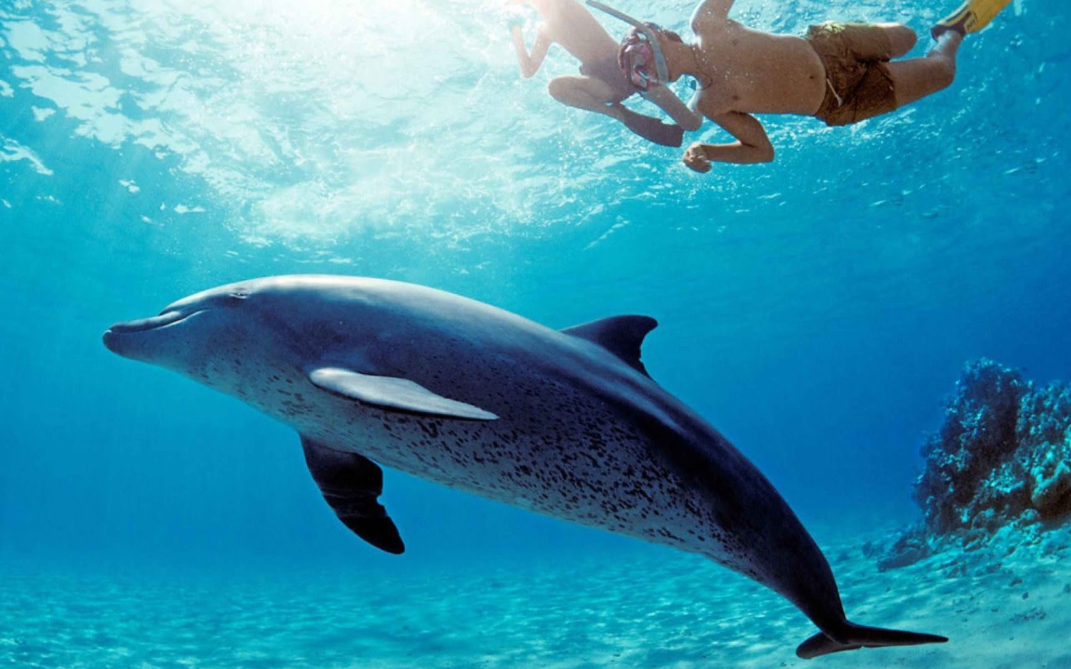 Zanzibar Mnemba Island Dolphin & Snorkeling Half-Day Tour