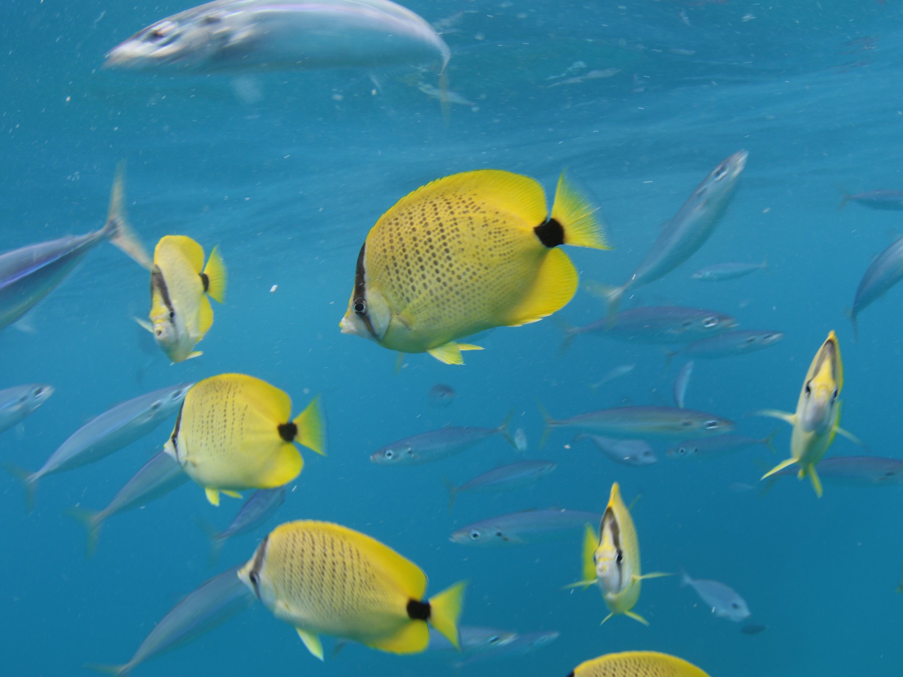 搭乘Ocean Joy Cruises，近距離觀賞這些宏偉的海洋生物。