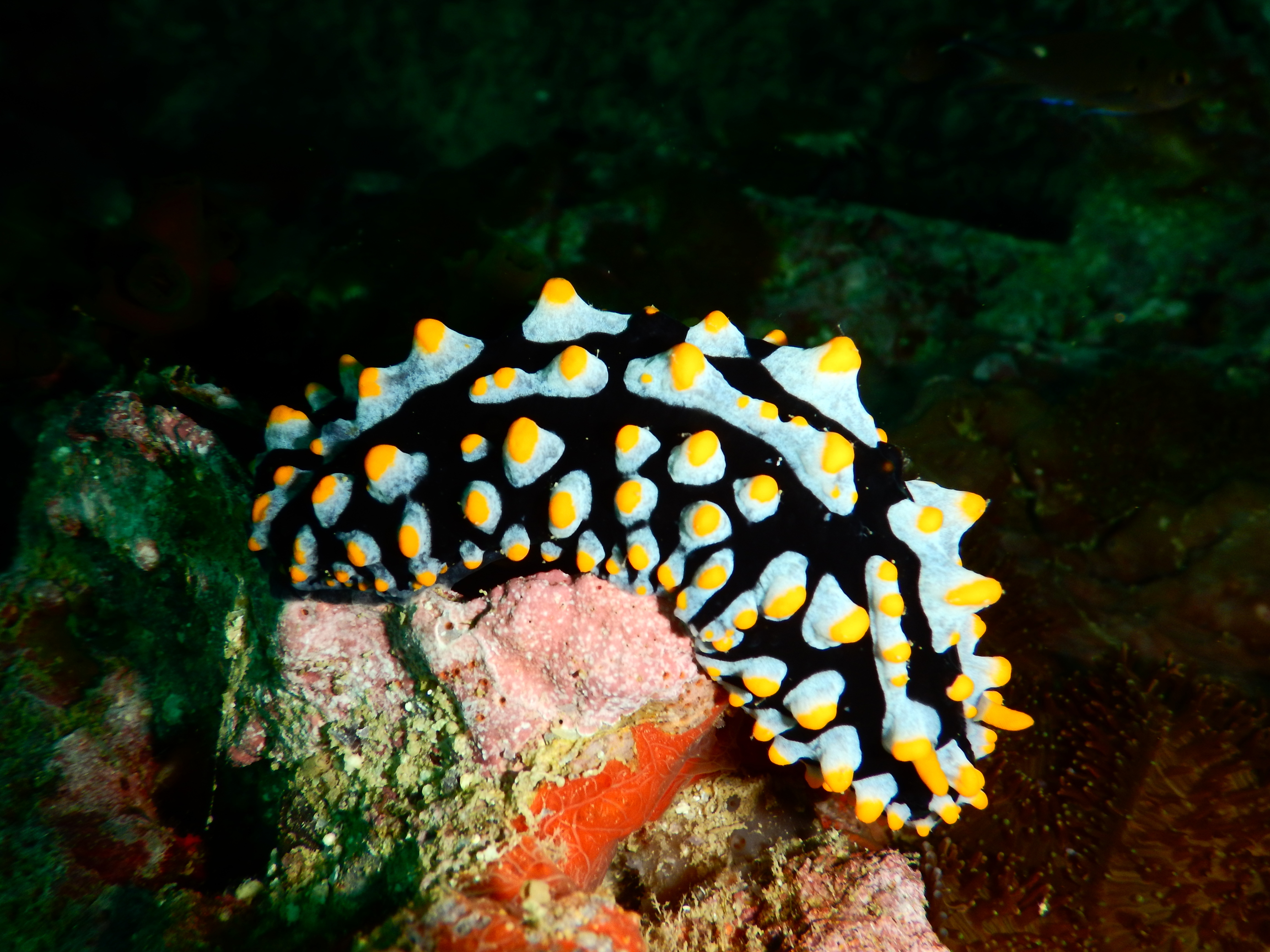 PADIオープンウォーターダイビング Eラーニング（サムイ島 / PADI 5 Star Dive Center提供）