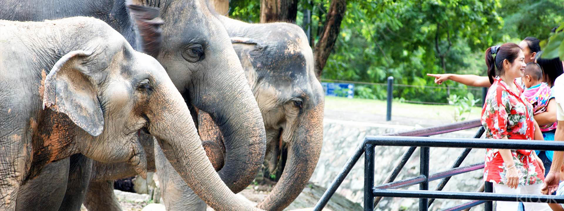 芭達雅綠山野生動物園門票