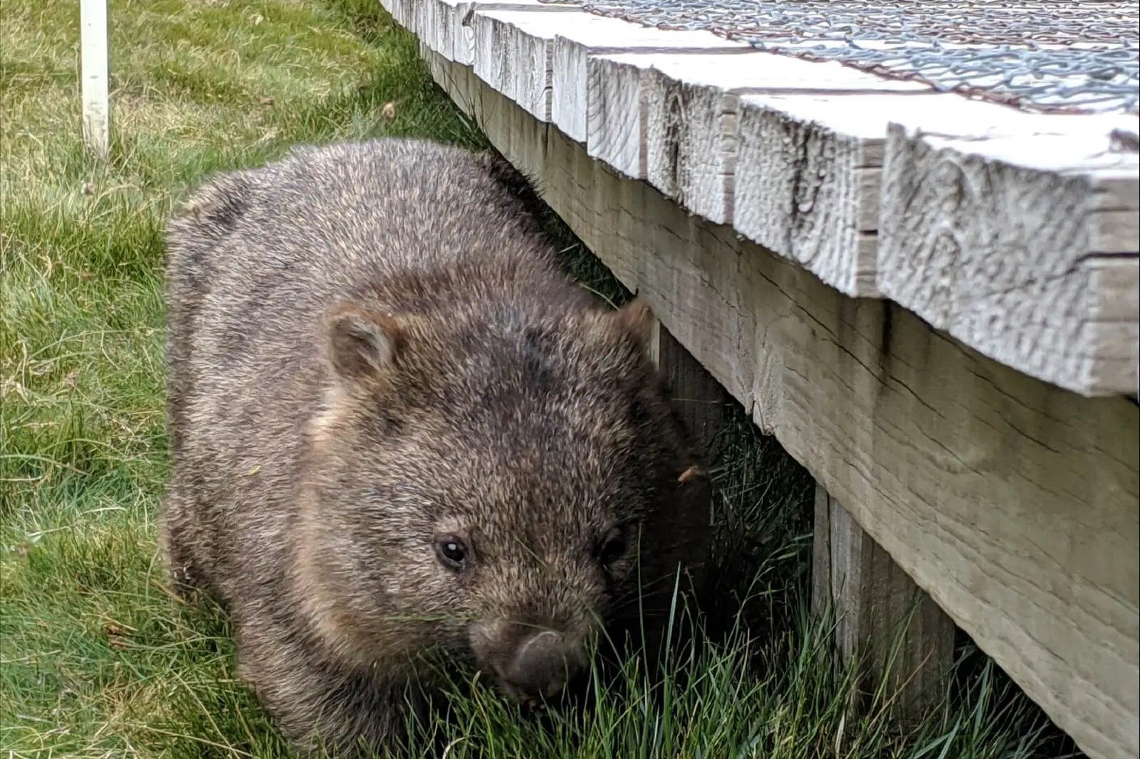 堪培拉野生動物半日之旅