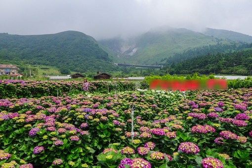 Beitou & Geothermal Valley & Yangmingshan & Yeliu One-day tour