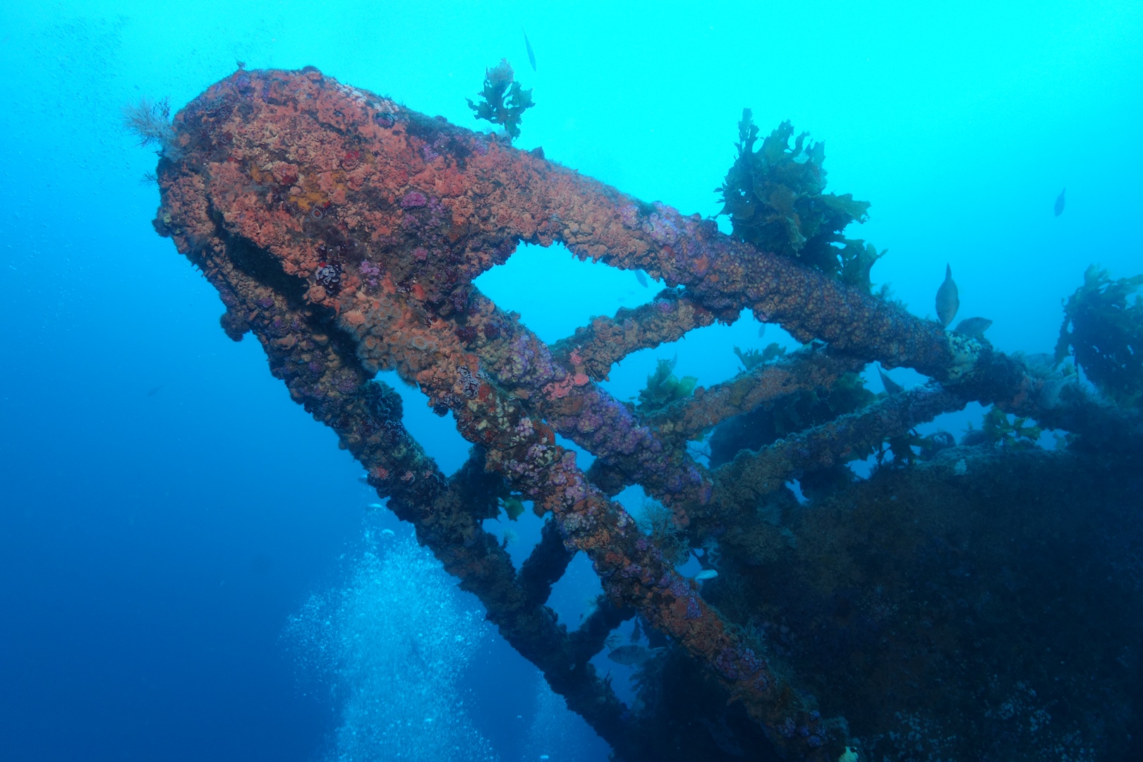 Rainbow Warrior Wreck & Reef in Paihia with PADI 5 Star Dive Resort