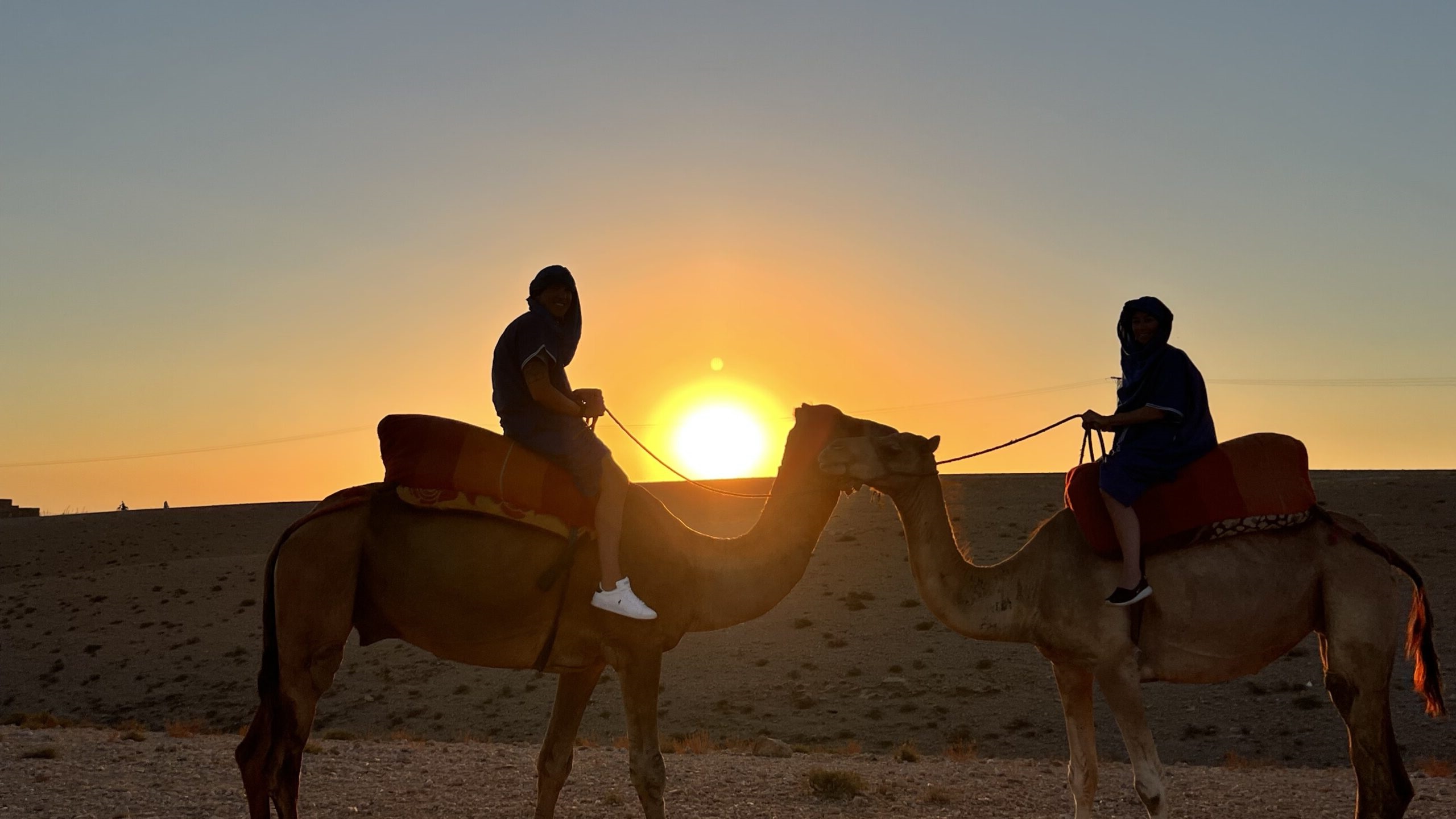 Marrakech Camel Ride In Palmeraie 