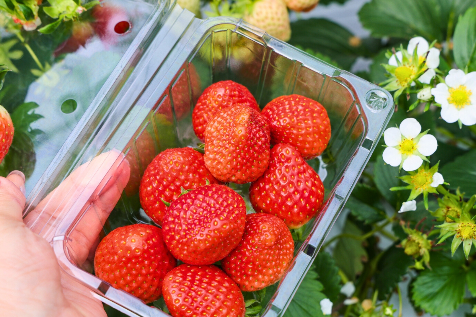 Visit a local strawberry farm to experience the fun of picking fresh, juicy strawberries.