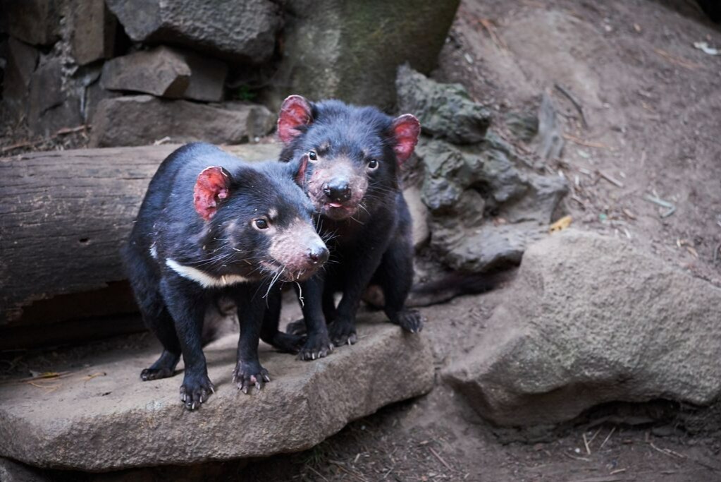 塔斯馬尼亞惡魔動物園門票
