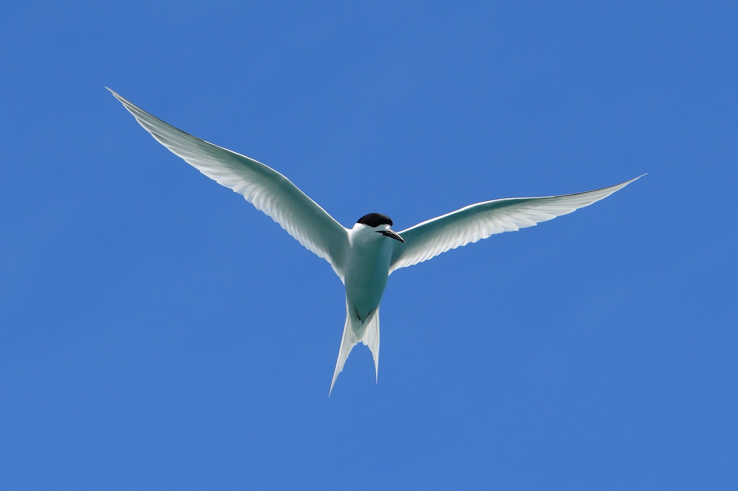 Akaroa Wildlife Cruise