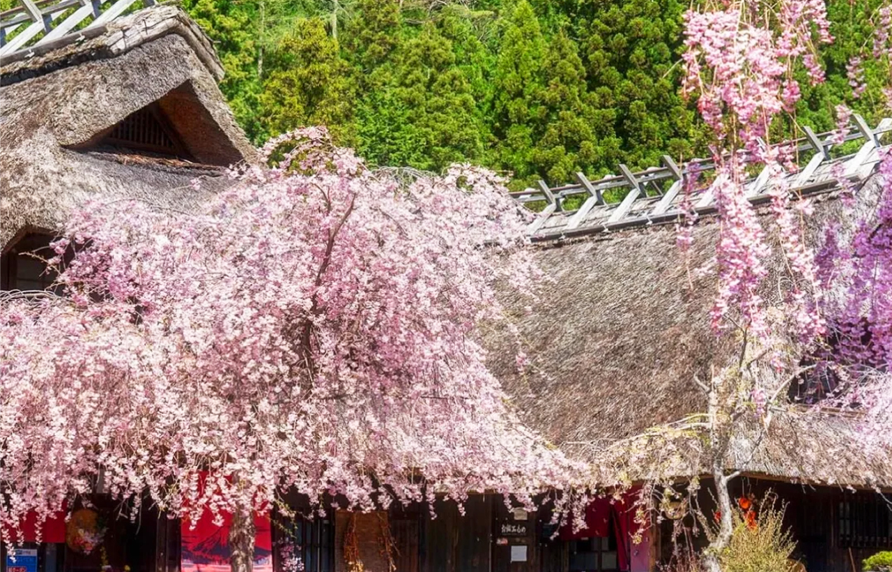 富士山探索之旅-新倉山淺間公園·天梯小鎮·忍野八海·河口湖大石公園·西湖療愈里根場一日遊