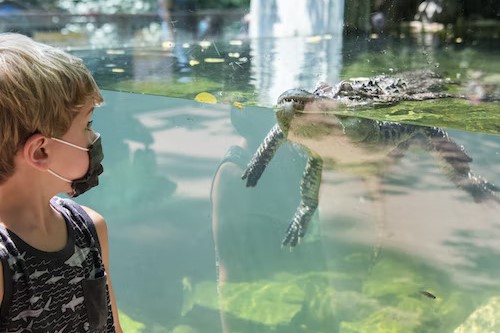 紐約布朗克斯動物園門票