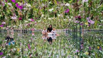 体验被10,000株兰花鲜花环绕的梦幻氛围