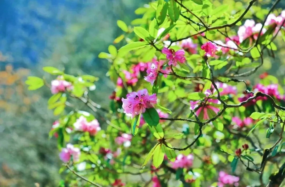 成都瓦屋山風景區門票