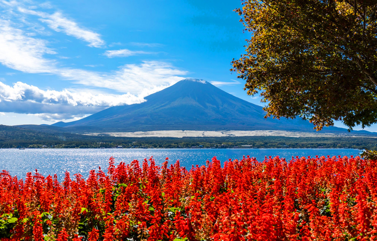 網紅打卡勝地-新倉山淺間公園&日川時計店&忍野八海&河口湖大石公園&河口湖楓葉迴廊