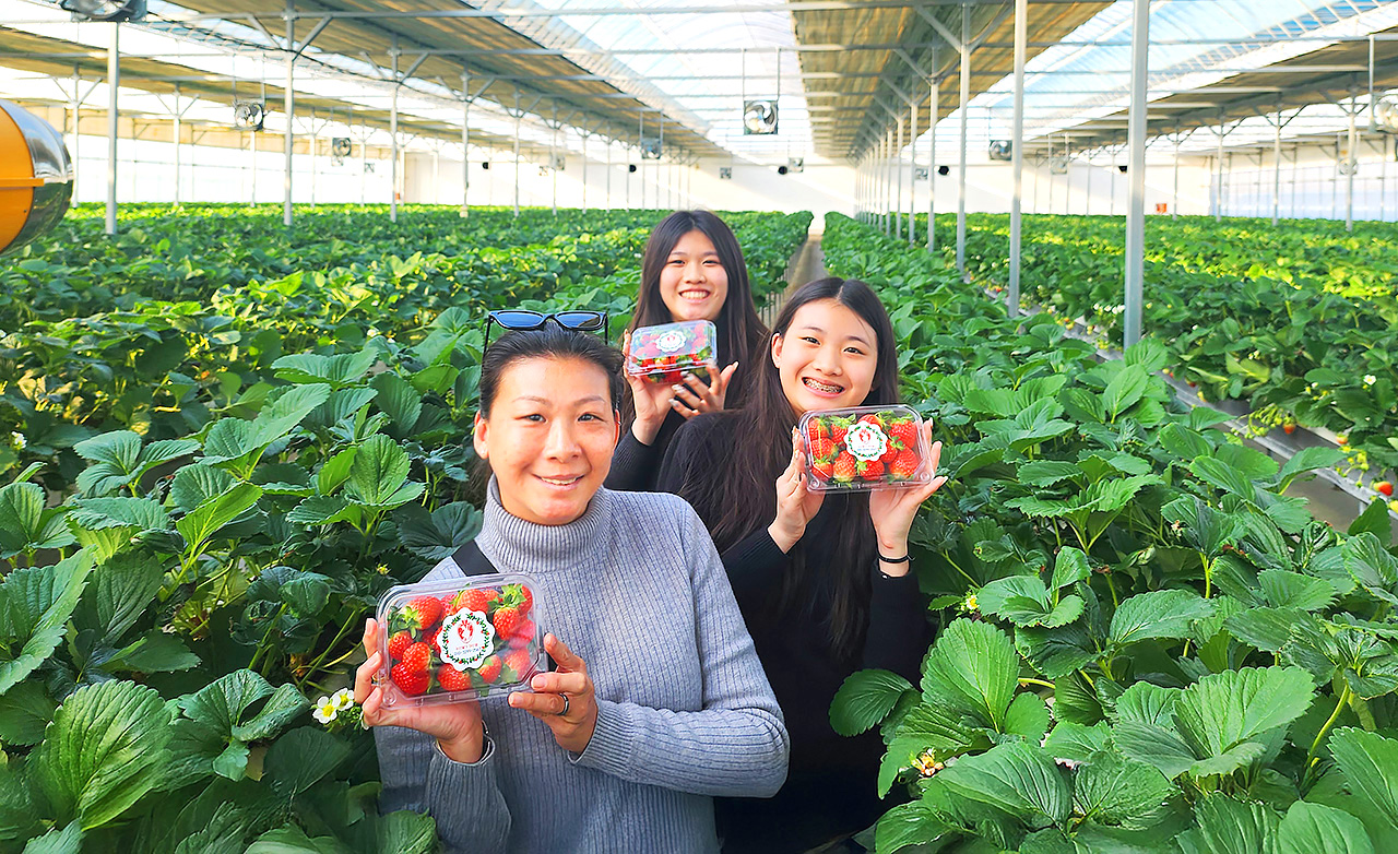 💕 遊客可以盡情體驗多樣化的手作活動，例如採草莓、草莓遊行和甜點咖啡廳，同時也能參與精心策劃的文化活動，深入了解這座城市的獨特魅力與農業傳承。