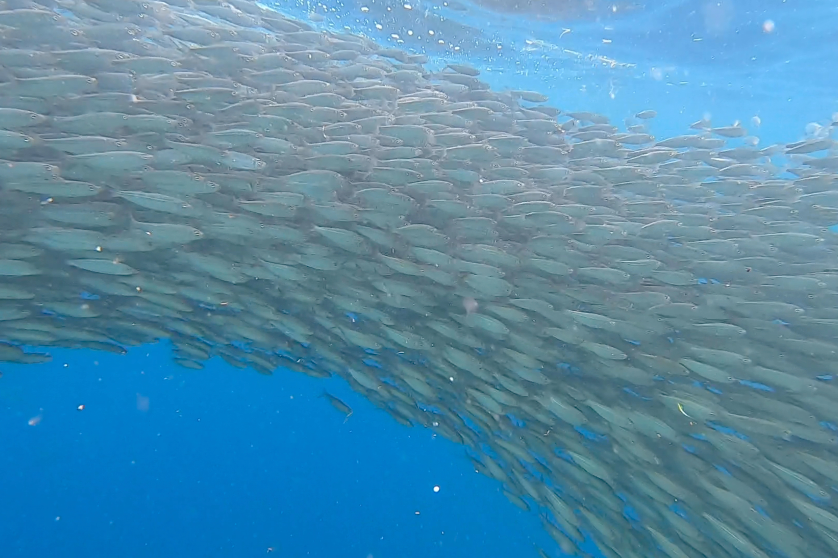 Napaling Sardines Run with Hinagdanan Cave and Pamilacan Island Tour