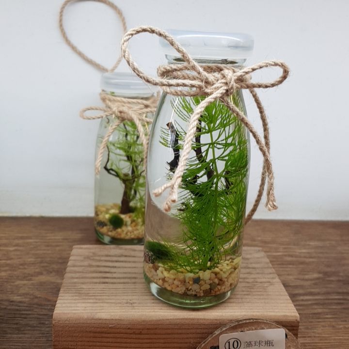 翠綠色、圓滾滾的可愛綠藻球,療癒你的心 翠綠色、圓滾滾的可愛綠藻球,療癒你的心