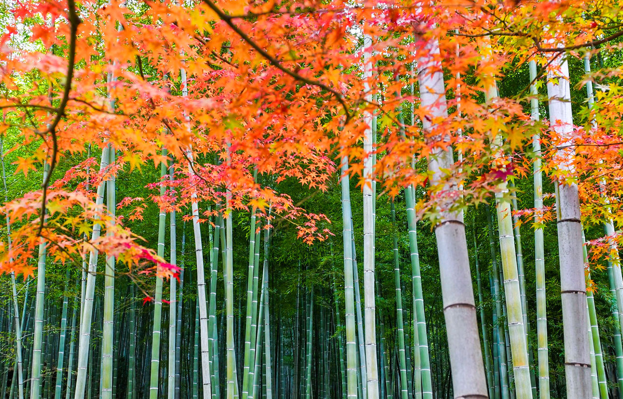 嵐山竹林小徑竹林小徑從野宮神社經過天龍寺北門一直延伸到大河內山莊，全長約 400 米。秋季與紅葉相映成趣