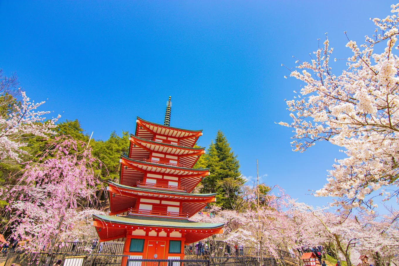 富士山壯麗美景或芝櫻節浪漫花海一日遊 （東京出發）
