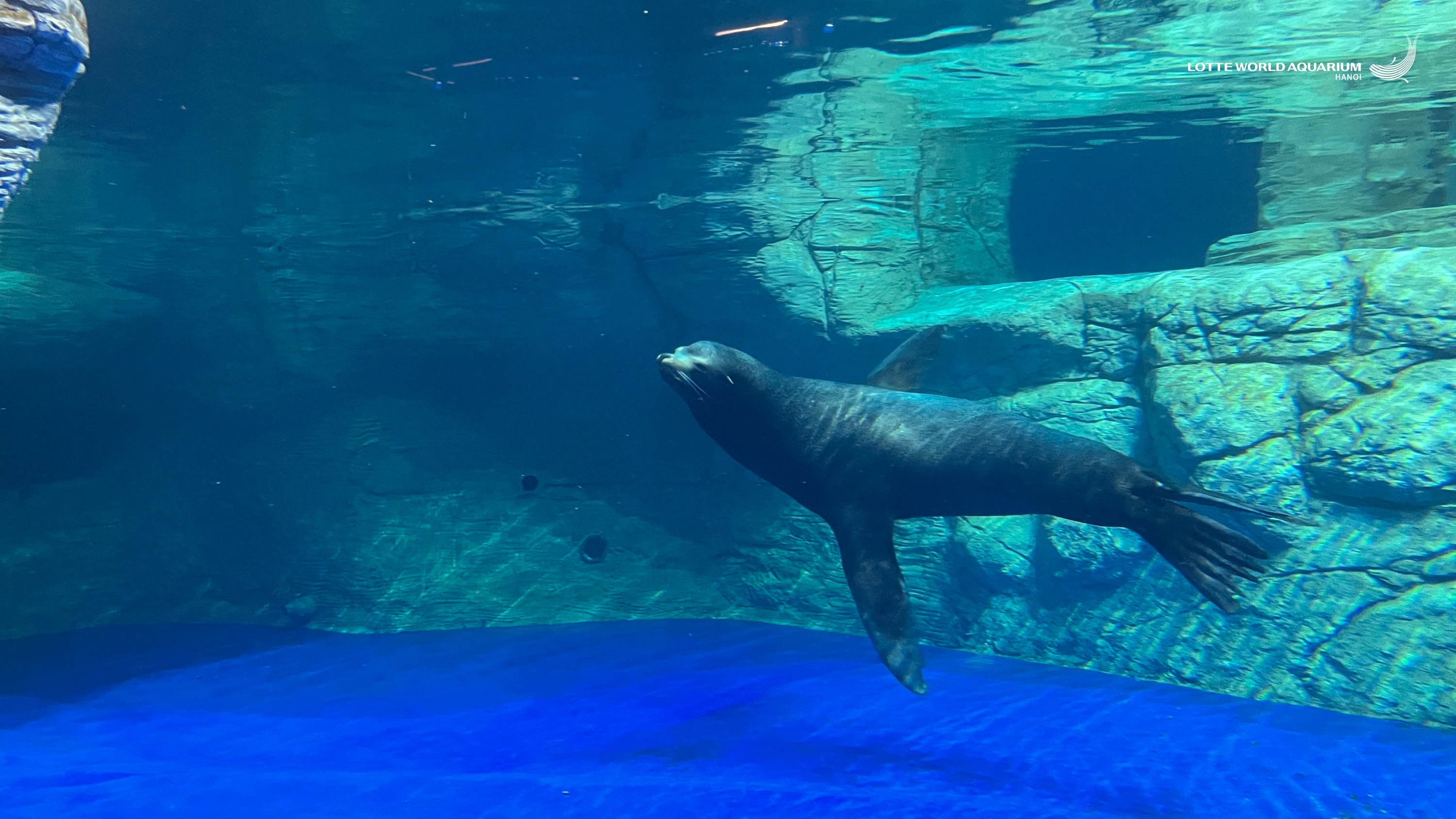 河內樂天世界水族館門票