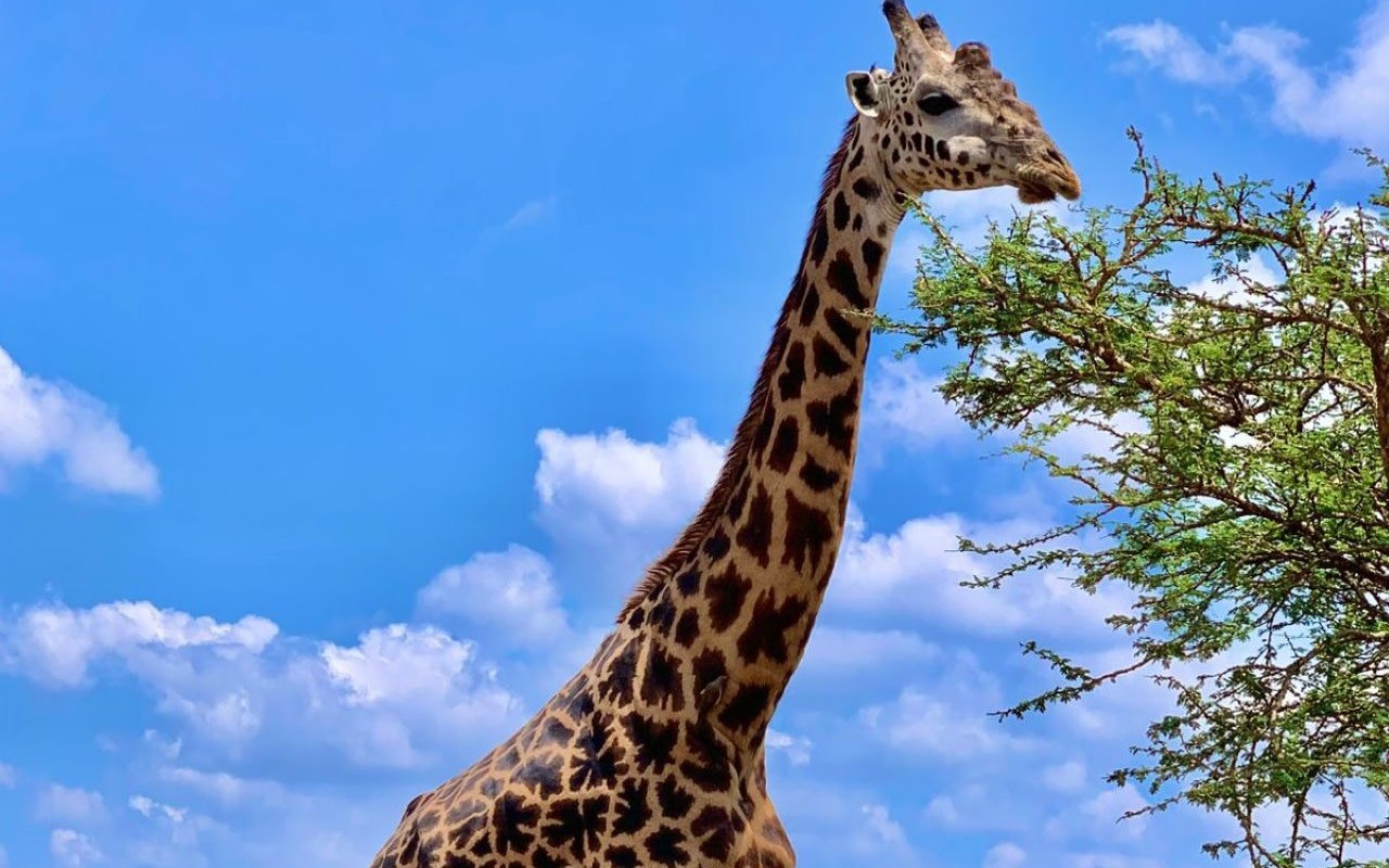 Masai Mara & Lake Naivasha Multi-Day Private Safari