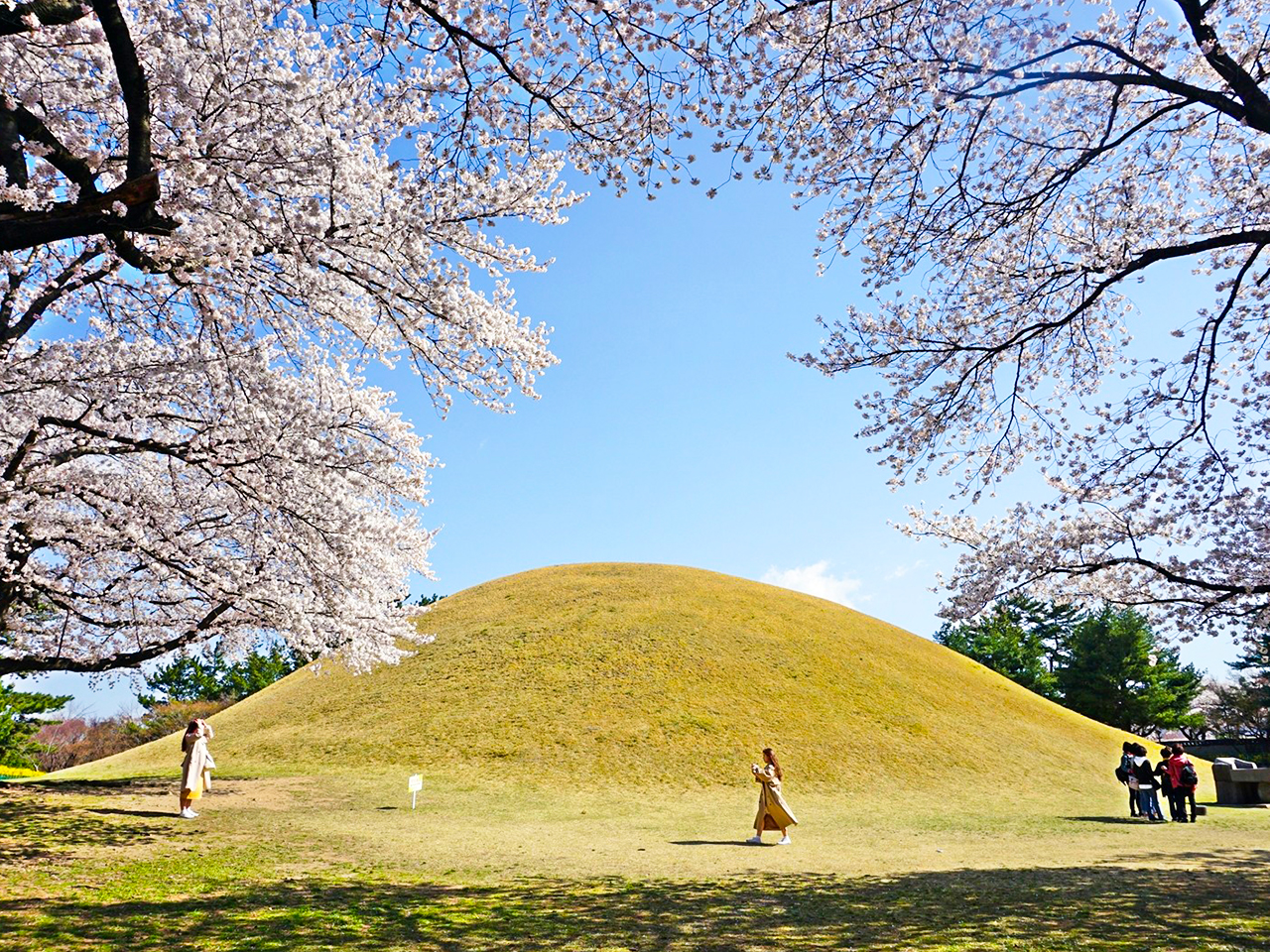 在一個熱門拍照點停留,那裡櫻花盛開,構成了一幅完美的春日背景。 在一個熱門拍照點停留,那裡櫻花盛開,構成了一幅完美的春日背景。