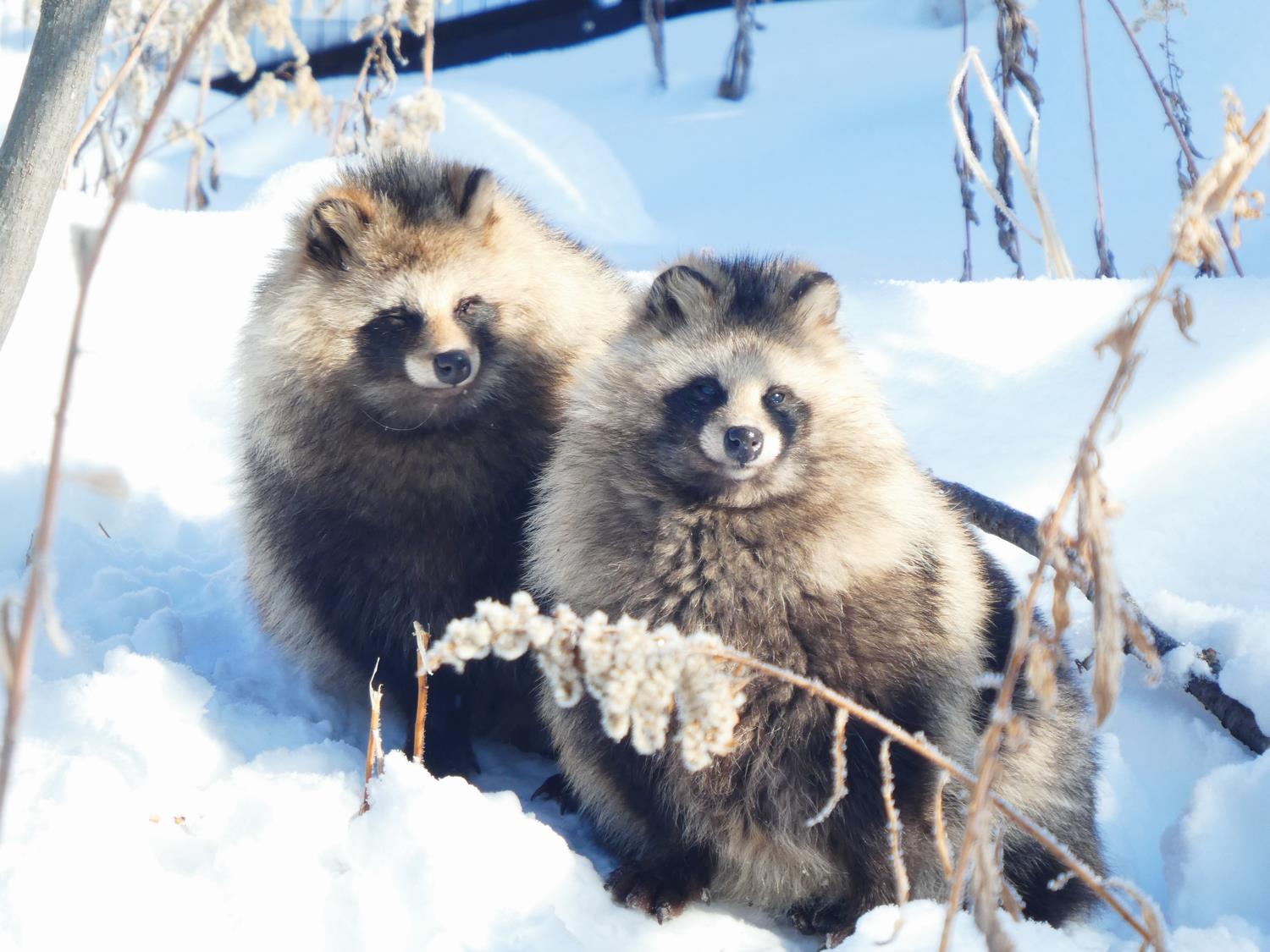 ✧⁺在旭山動物園，和小動物們的奇妙相遇叭~