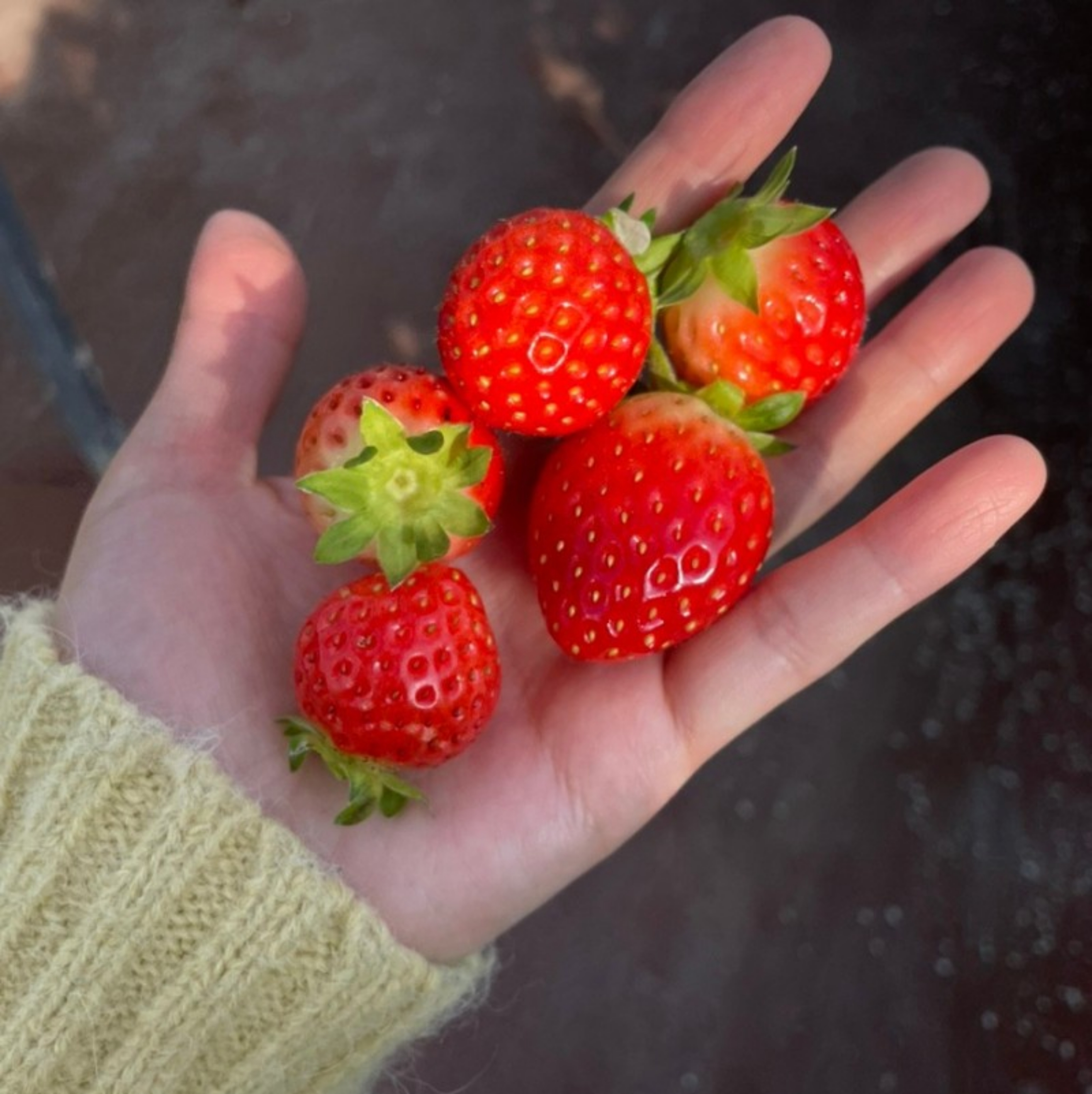 strawberry-picking-dessert-making-tour