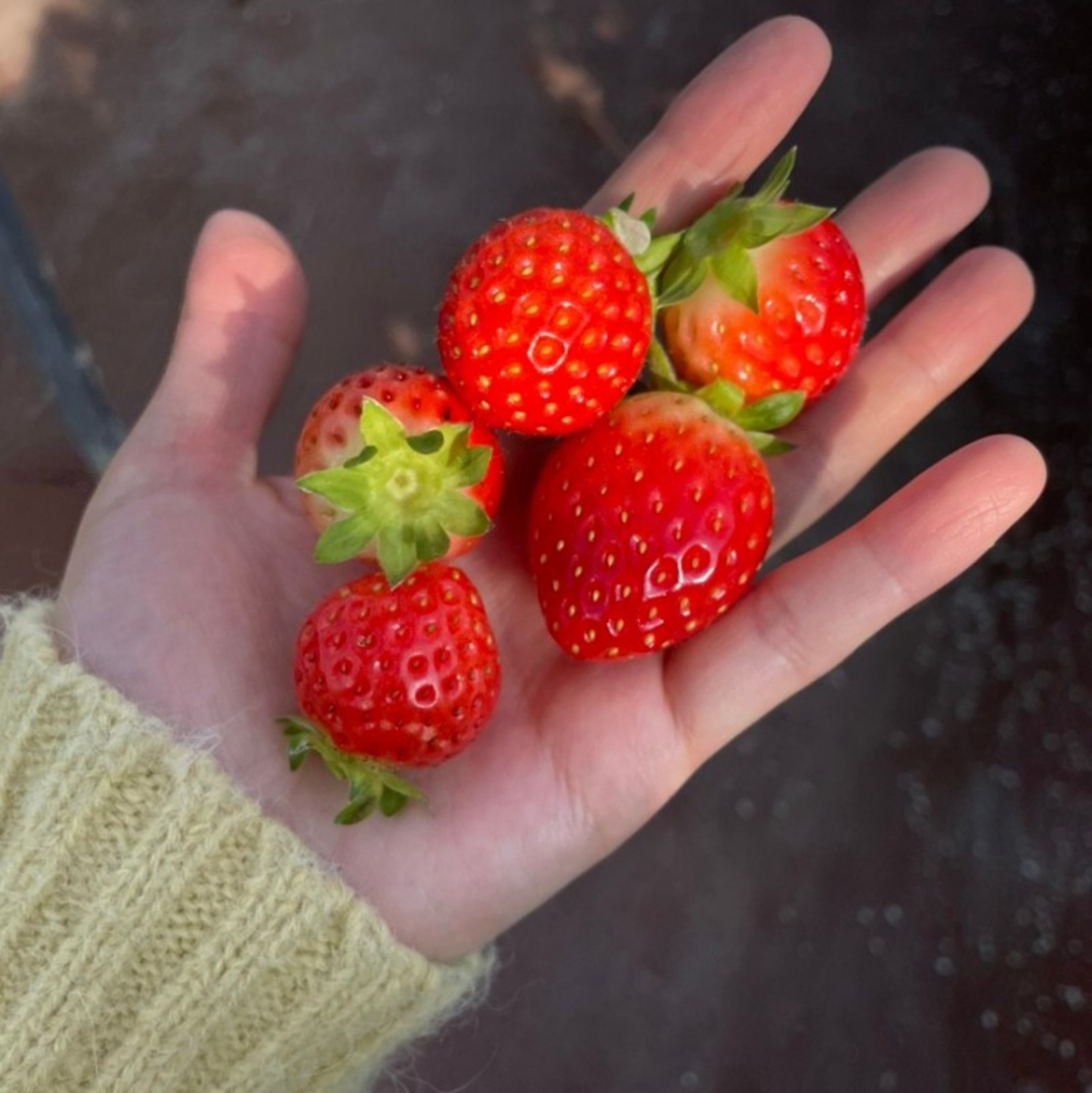 Strawberry Picking Dessert Making Tour