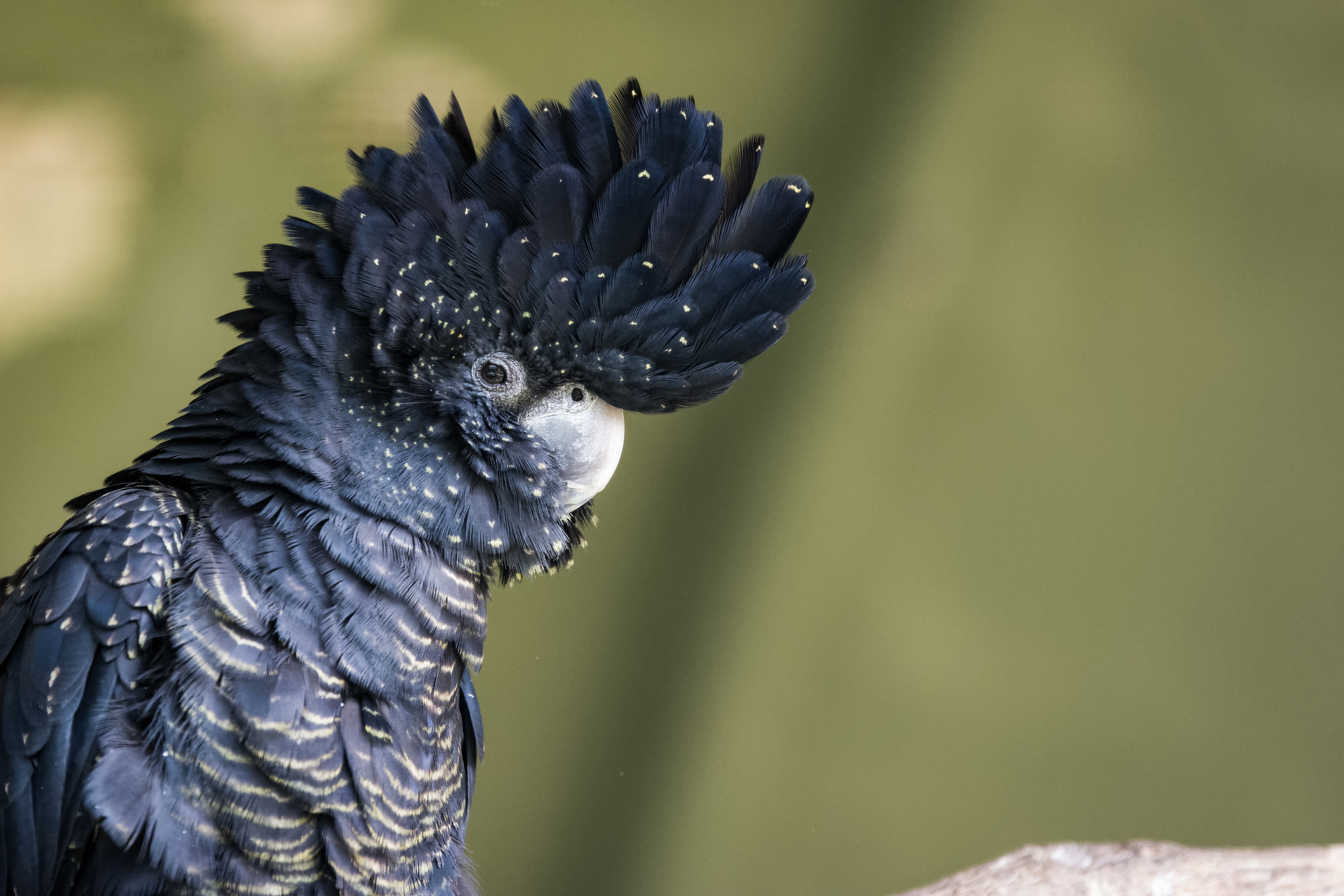 Australian Wildlife, Blue Mountains & Scenic World Private Tour