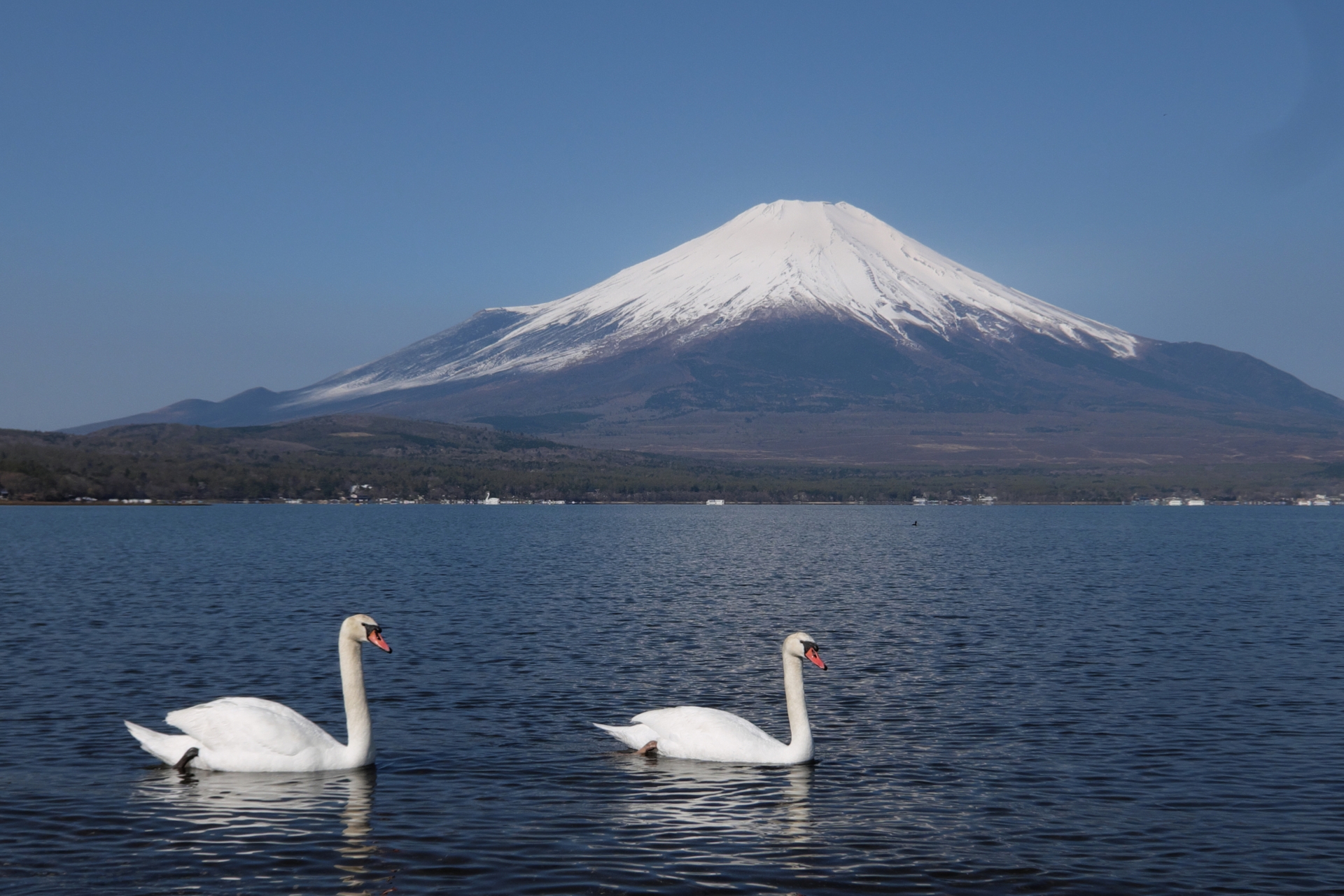 富士五湖之一的「山中湖」,是最靠近富士山的湖泊。白天鵝在湖面上悠游,遠處的富士山巍然聳立、雪冠潔白,倒映於湖面中。 富士五湖之一的「山中湖」,是最靠近富士山的湖泊。白天鵝在湖面上悠游,遠處的富士山巍然聳立、雪冠潔白,倒映於湖面中。