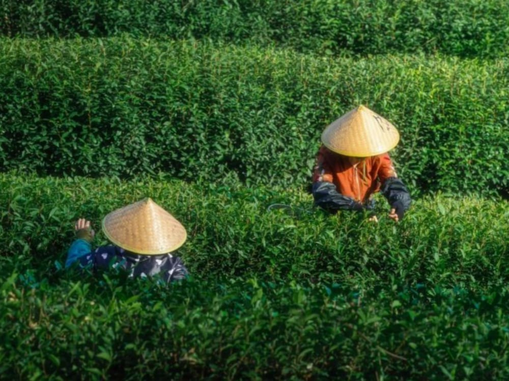 博物館旁邊的生態茶園採茶體驗