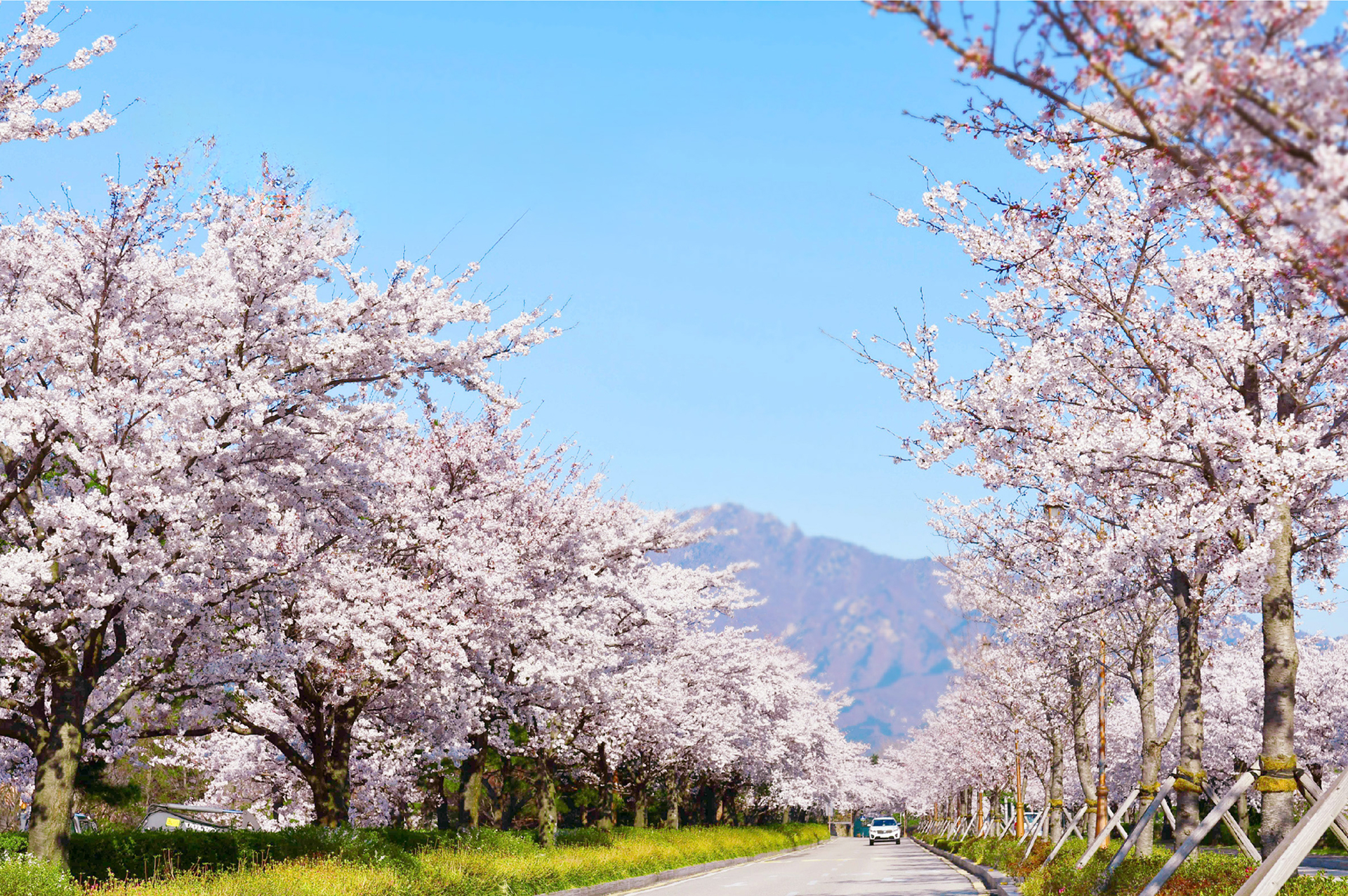 🚶♀️🌸 環湖而建的步道形成了一條完美的櫻花隧道,非常適合駕車或悠閒漫步。 🚶♀️🌸 環湖而建的步道形成了一條完美的櫻花隧道,非常適合駕車或悠閒漫步。