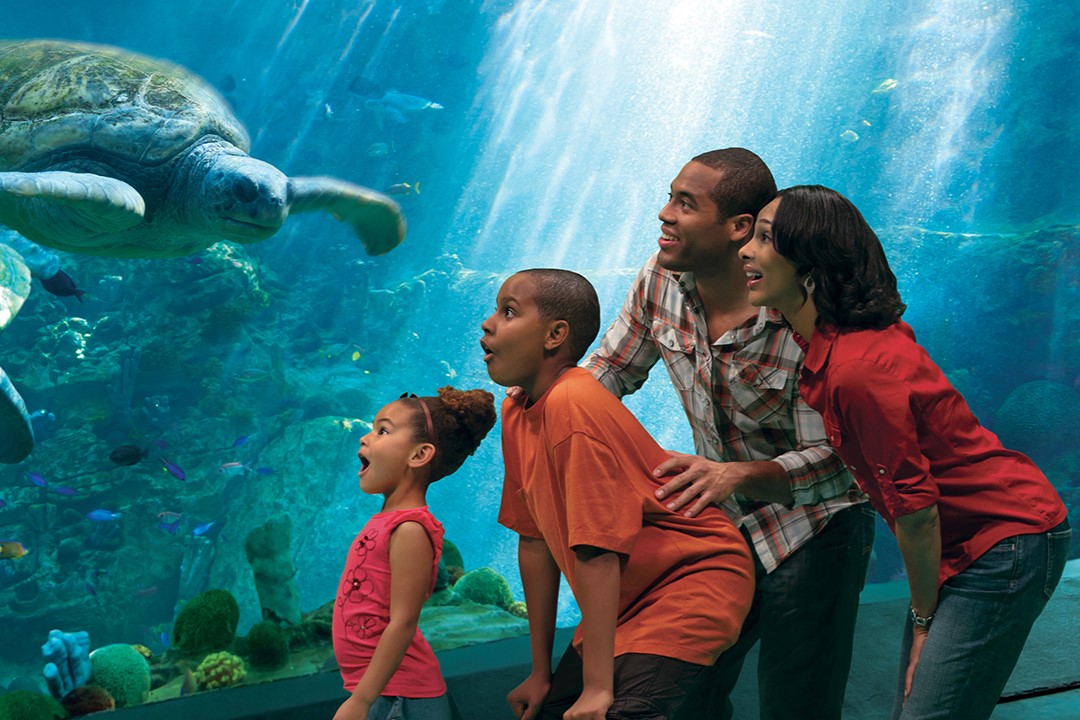 多樣化的海洋生物,保證讓您驚嘆不已、大開眼界! 多樣化的海洋生物,保證讓您驚嘆不已、大開眼界!