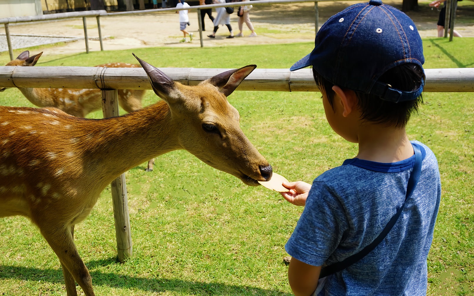 Kyoto & Nara Full-Day Tour with Hotel Pick-up