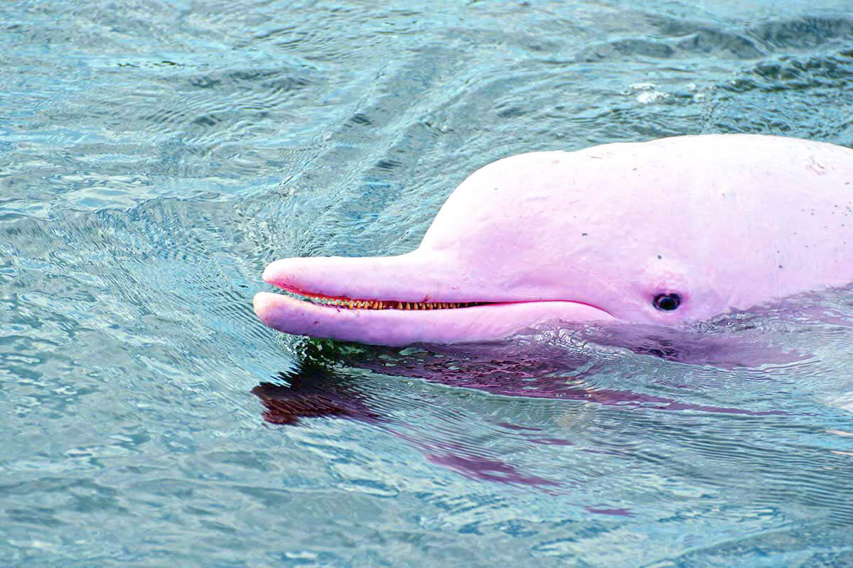 蘇梅島粉紅海豚觀光 & 浮潛之旅