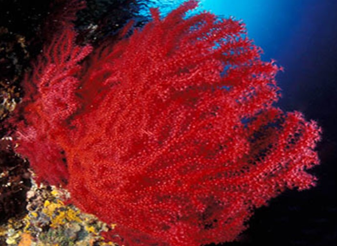 Immerse yourself in the kaleidoscope of colors beneath the waves as you encounter stunning fan corals during our deep dive adventure in Villasimius, a visual feast for the senses