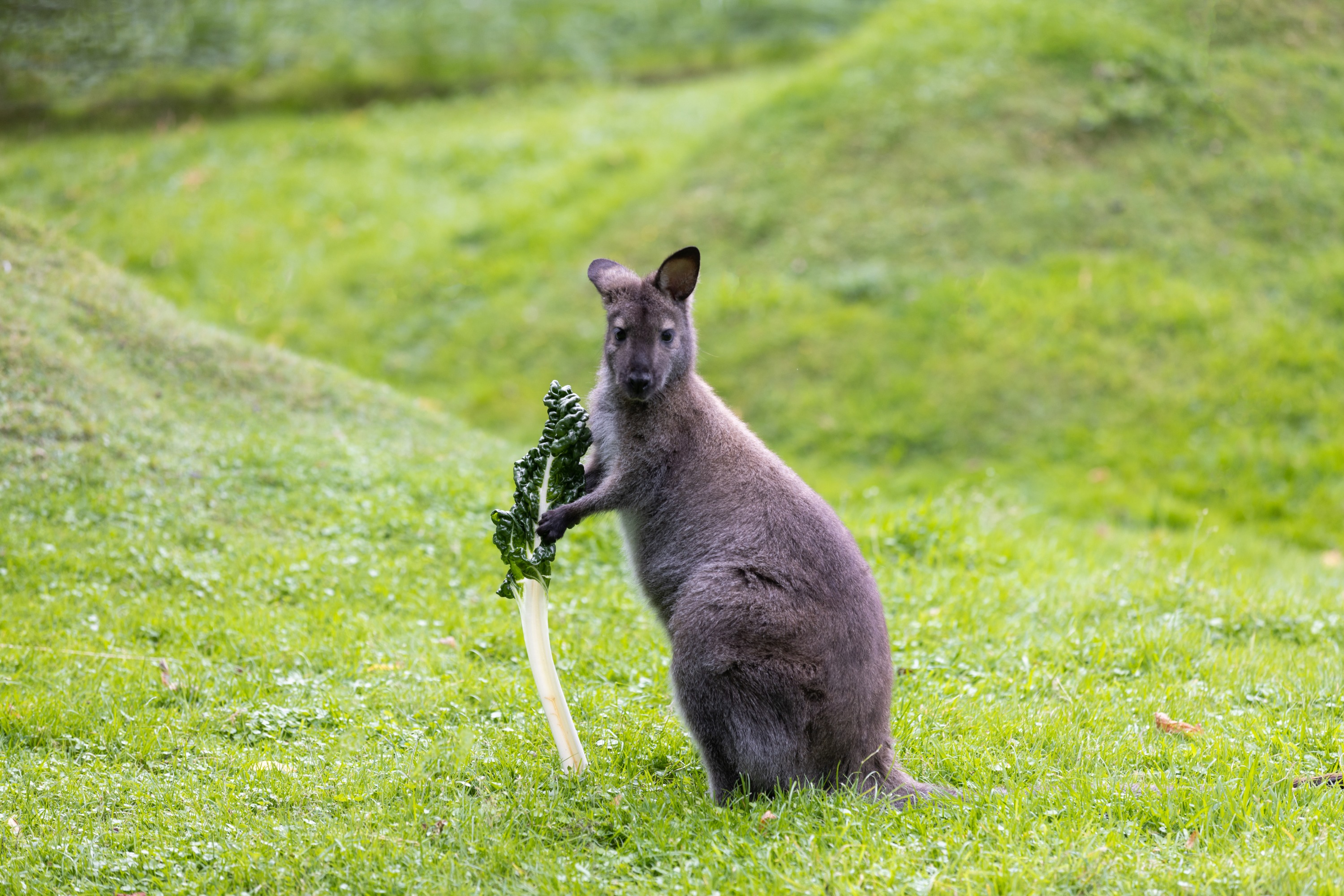 柳岸野生動物保護區門票