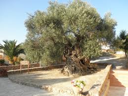 Explore the Secrets of Wine and Olives