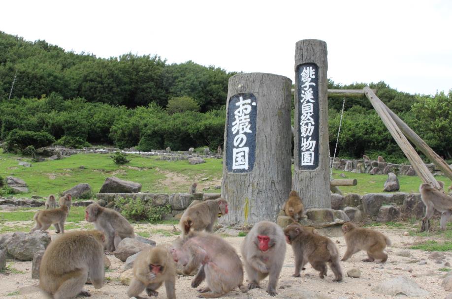 小豆島 / 土莊港出發：人氣觀光景點一日遊（香川縣）