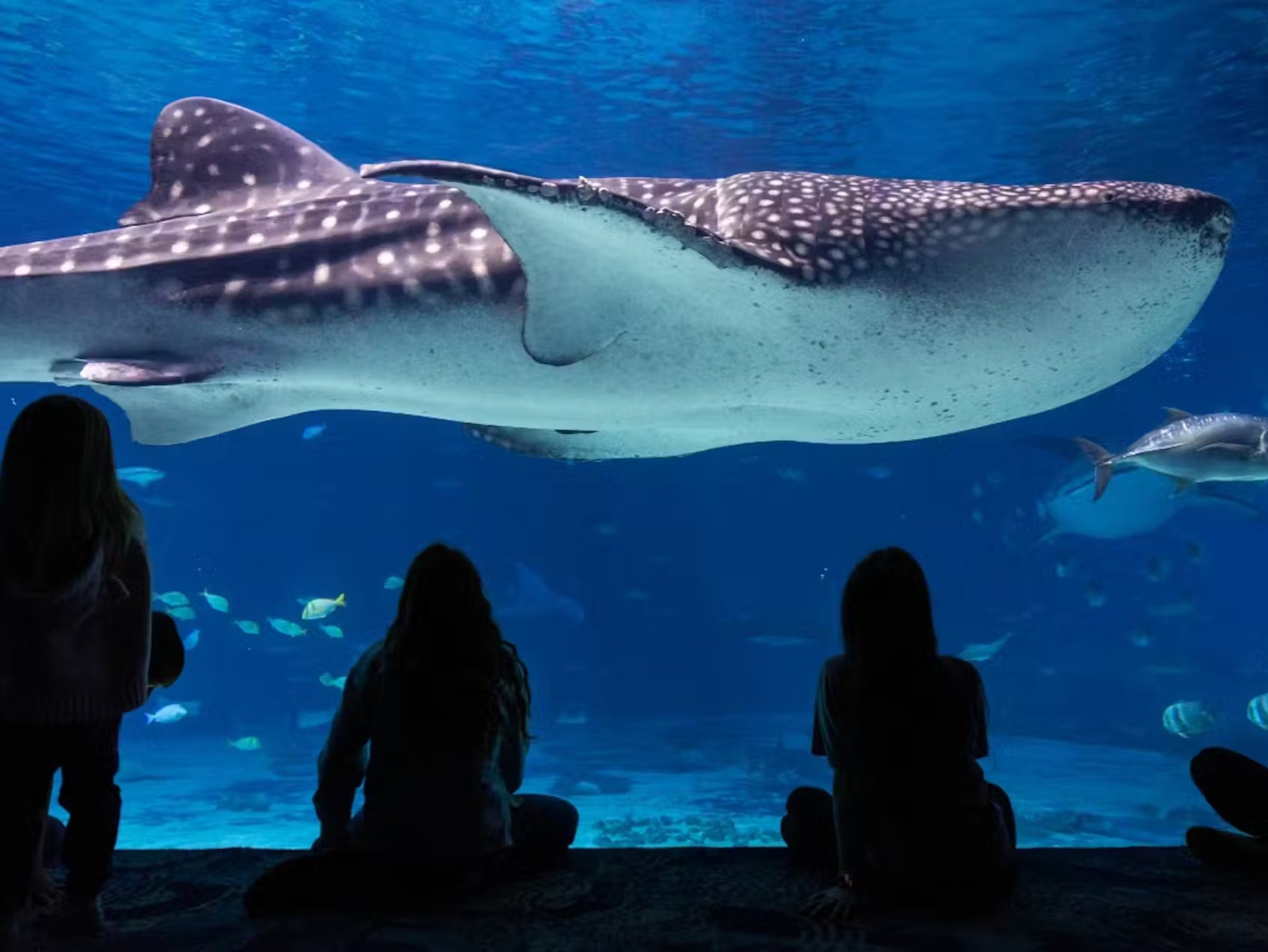Admire the diverse marine life and understand their important role in the ecosystem