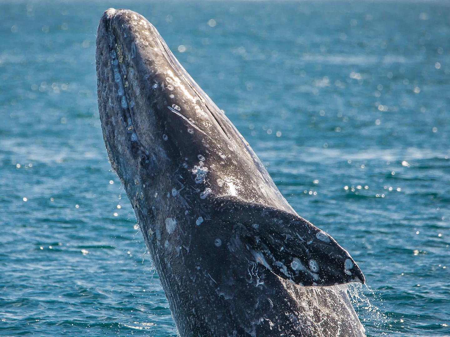 Whale Watching and Dolphin Tour from West Harbor, Los Angeles