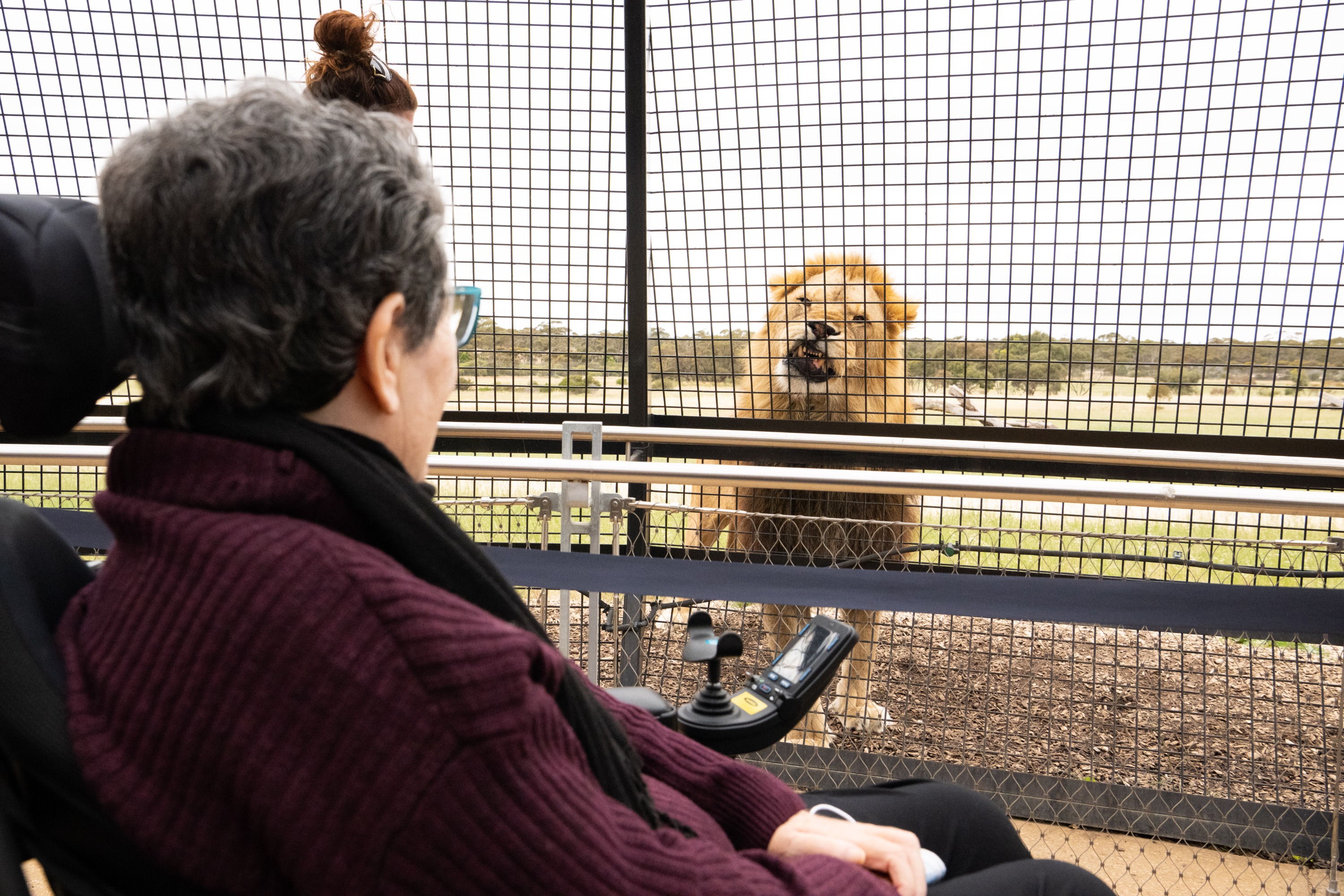 阿德萊德莫納託野生動物園360度觀獅體驗