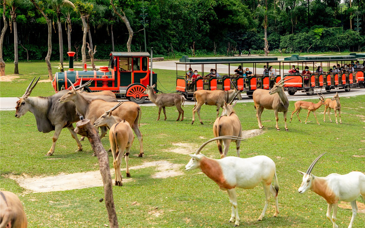 Guangzhou Chimelong VIP Private Tour with Exclusive Guide