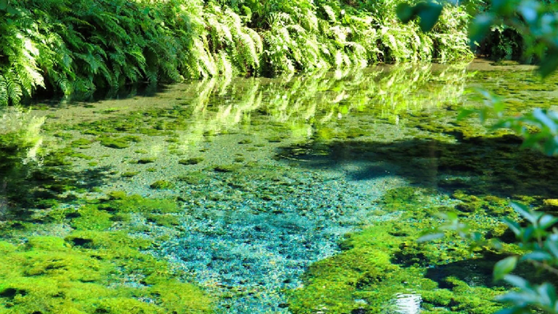 白川水源 白川水源