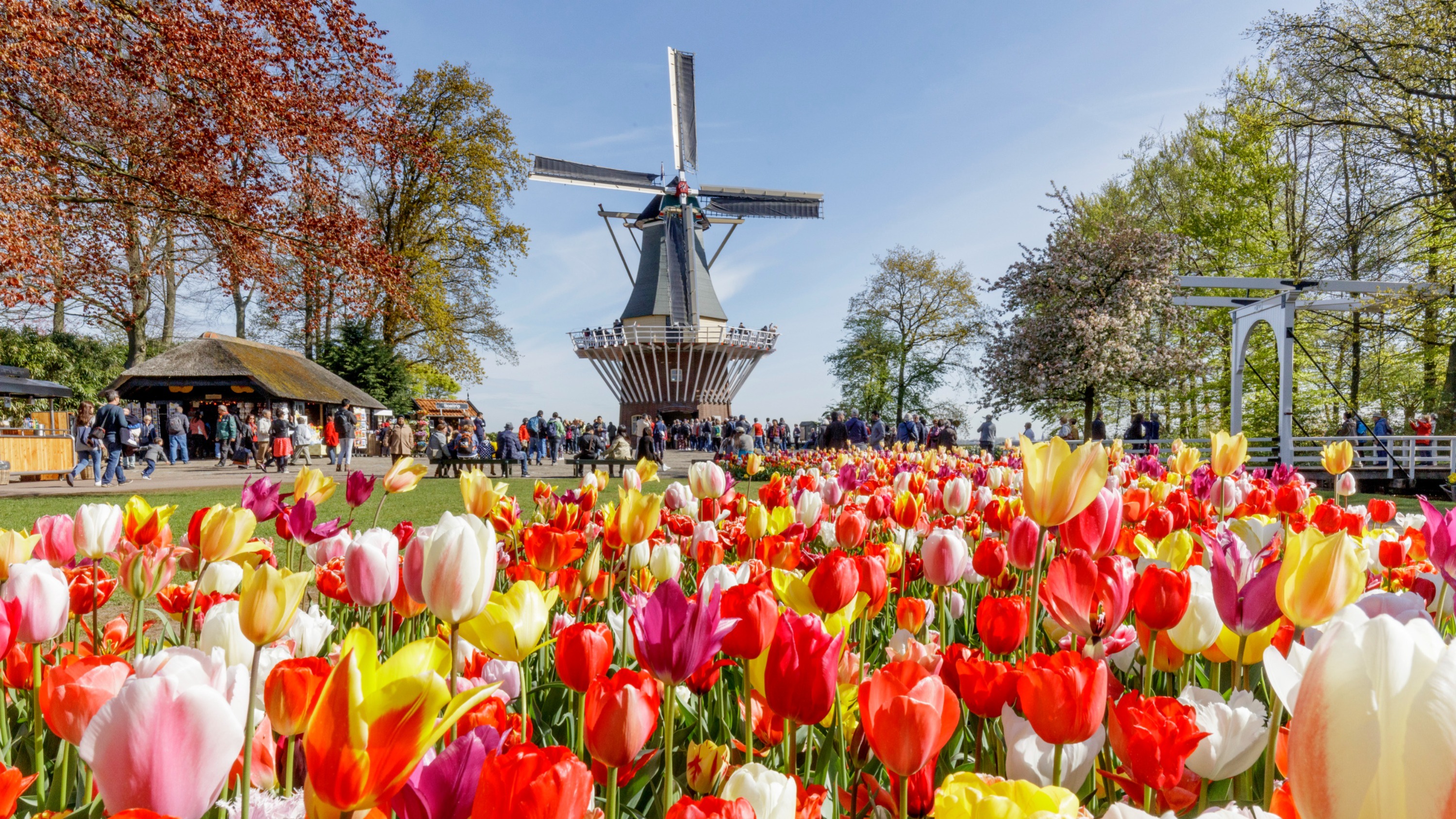 Immerse yourself in Dutch culture while enjoying spectacular views and colorful landscapes