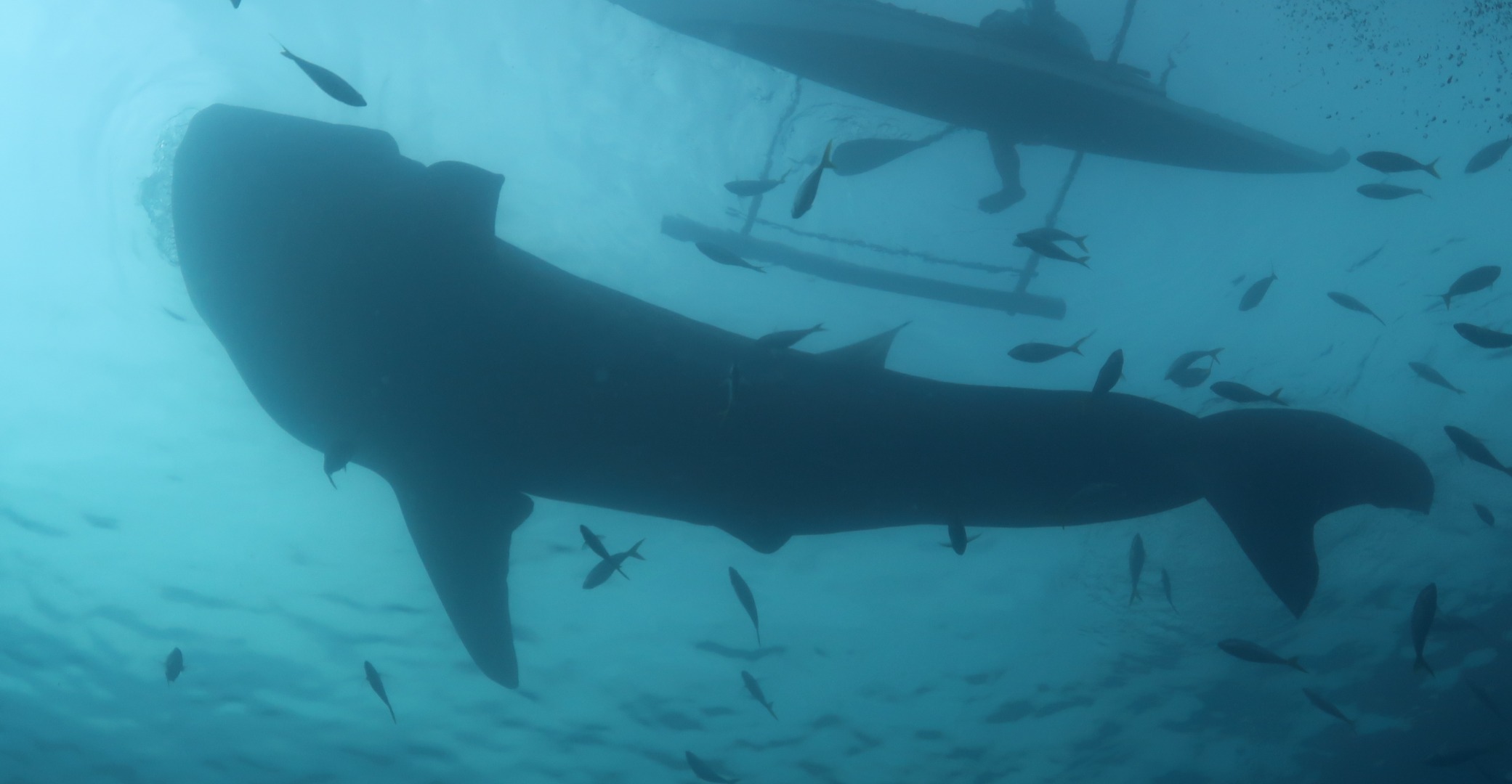 在奧斯陸與鯨鯊近距離接觸，在海中與牠們一同暢泳、浮潛。