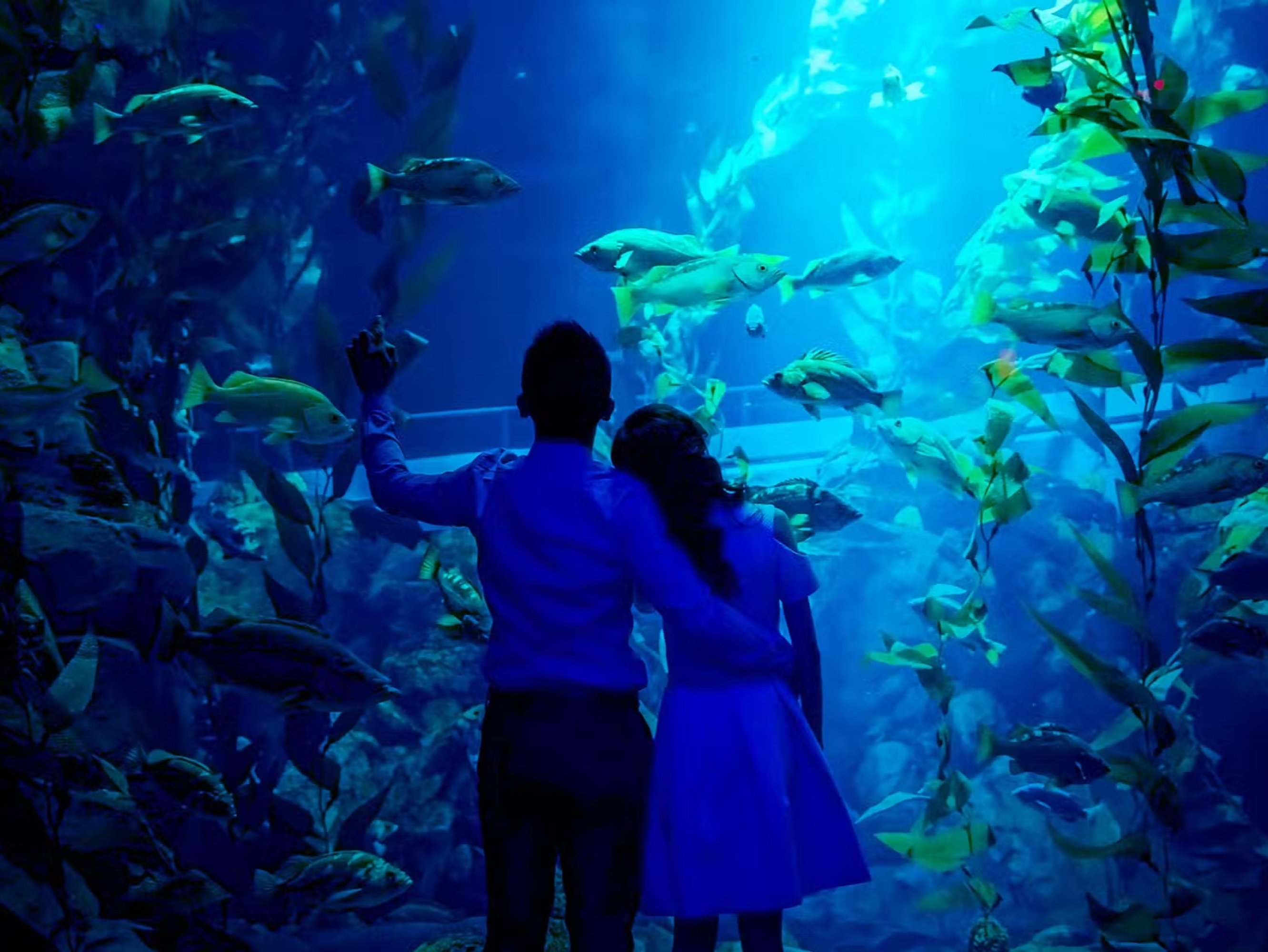 加拿大里普利水族館：夜探鯊魚