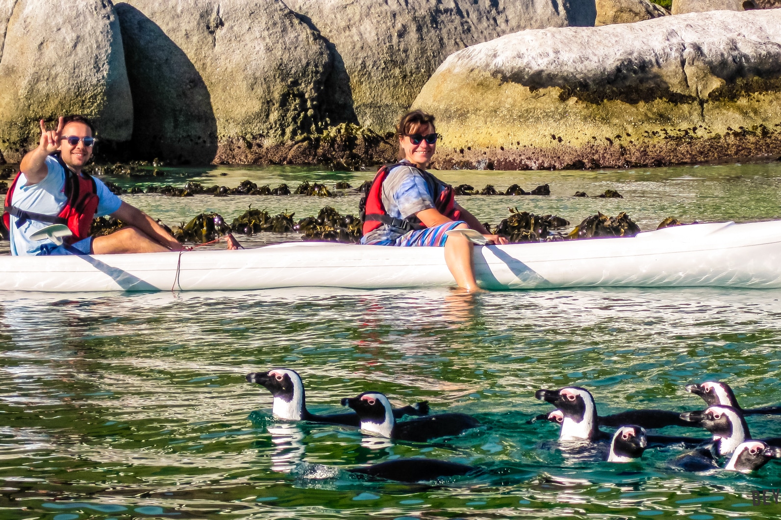 博爾德斯海灘皮划艇體驗 & 企鵝觀賞