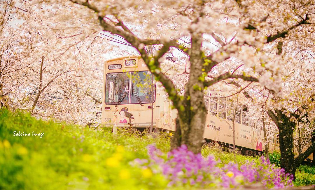 樱花季限定｜哲学之道＆岚山＆樱花隧道 赏樱一日游（大阪出发）