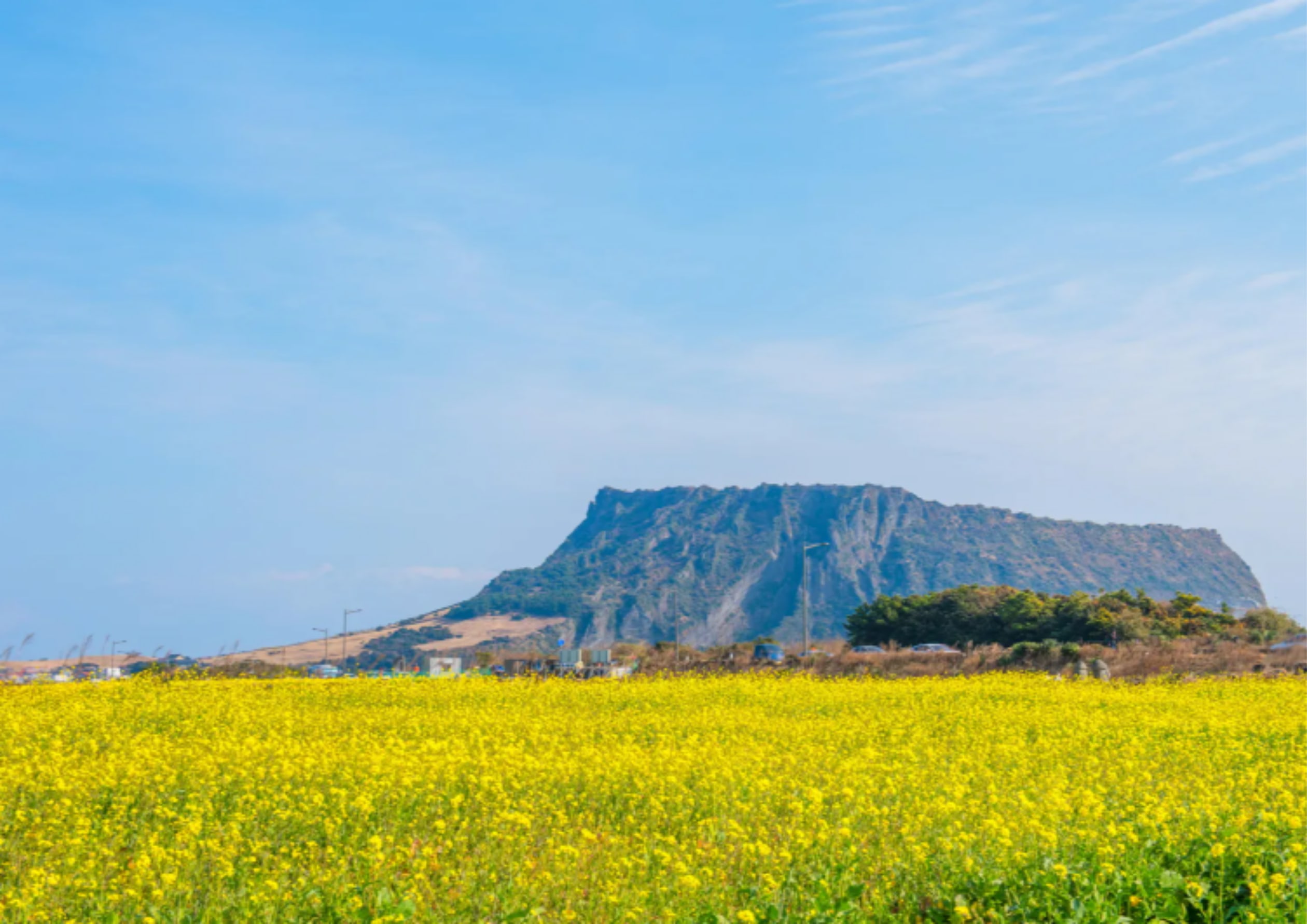 城山日出峰：四季花卉 (春)